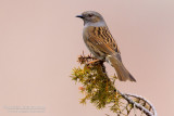 Dunnock (Prunella modularis)