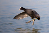 Eurasian Coot (Fulica atra)