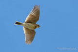 Eurasian Skylark (Alauda arvensis)