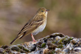 Tree Pipit (Anthus trivialis)