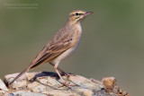 Tawny Pipit (Anthus campestris)