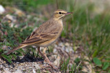 Tawny Pipit (Anthus campestris)