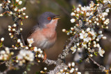 Moltonis Warbler (Sylvia subalpina)