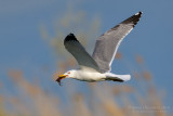 Yellow-legged Gull (Larus michahellis)