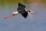 Black-winged Stilt (Himantopus himantopus)