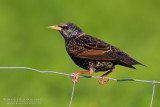 Common Starling (Sturnus vulgaris)