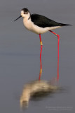 Black-winged Stilt (Himantopus himantopus)