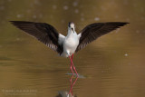 Black-winged Stilt (Himantopus himantopus)