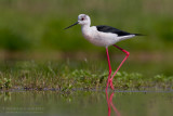 Black-winged Stilt (Himantopus himantopus)