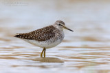 Wood Sandpiper (Tringa glareola)