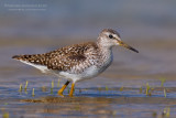 Wood Sandpiper (Tringa glareola)