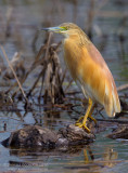 Squacco Heron (Ardeola ralloides)