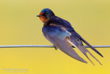 Barn Swallow (Hirundo rustica)