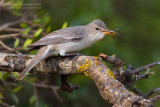 Olive-tree Warbler (Hippolais olivetorum)