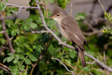 Upchers Warbler (Hippolais languida)