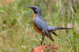 White-throated Robin (Irania gutturalis)