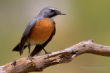 White-throated Robin (Irania gutturalis)