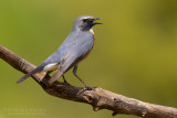 White-throated Robin (Irania gutturalis)