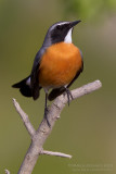 White-throated Robin (Irania gutturalis)