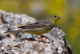 Cinereous Bunting (Emberiza cineracea ssp semenowi)