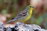 Cinereous Bunting (Emberiza cineracea ssp semenowi)