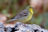 Cinereous Bunting (Emberiza cineracea ssp semenowi)