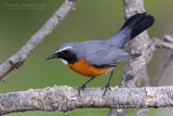 White-throated Robin (Irania gutturalis)