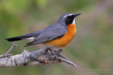 White-throated Robin (Irania gutturalis)