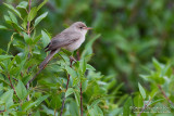 Upchers Warbler (Hippolais languida)