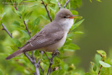 Upchers Warbler (Hippolais languida)