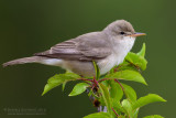 Upchers Warbler (Hippolais languida)