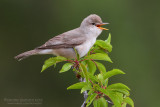 Upchers Warbler (Hippolais languida)