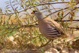 See-see Partridge (Pernice golagrigia)