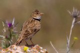 Calandra Lark (Melanocorypha calandra ssp hebraica)