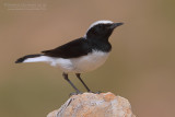 Finschs Wheatear (Oenanthe finschii)