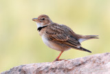 Calandra Lark (Melanocorypha calandra ssp hebraica)