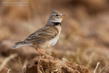 Calandra Lark (Melanocorypha calandra ssp hebraica)