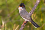 Mntriess Warbler (Sylvia mystacea ssp rubescens)