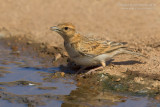 Short-toed Lark (Calandrella brachydactyla ssp waltersi/hermonensis)