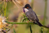 Mntriess Warbler (Sylvia mystacea ssp rubescens)