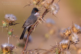 Mntriess Warbler (Sylvia mystacea ssp rubescens)