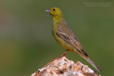 Cinereous Bunting (Emberiza cineracea ssp semenowi)