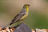 Cinereous Bunting (Emberiza cineracea ssp semenowi)