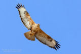 Long-legged Buzzard (Buteo rufinus)