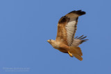 Long-legged Buzzard (Buteo rufinus)