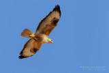 Long-legged Buzzard (Buteo rufinus)