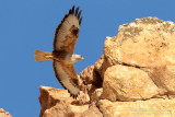 Long-legged Buzzard (Buteo rufinus)