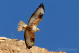 Long-legged Buzzard (Buteo rufinus)