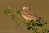 Pale Rock Sparrow (Carpospiza brachydactyla)