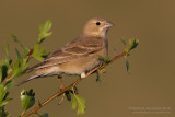 Pale Rock Sparrow (Carpospiza brachydactyla)
